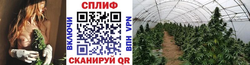 купить цена Староминская Канабис тримм